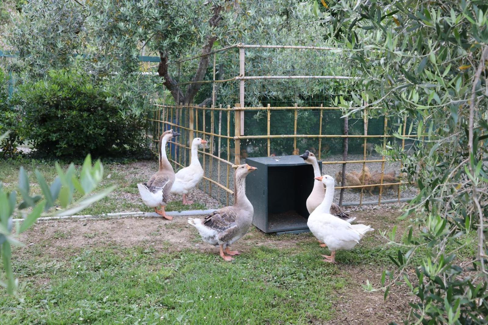 Cevoli Country Resort Lari ภายนอก รูปภาพ
